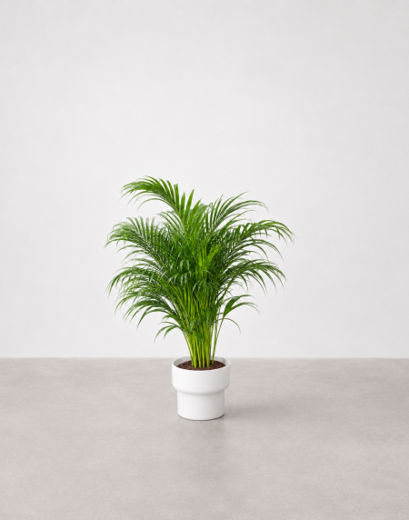 Planta natural palmeira areca pequena