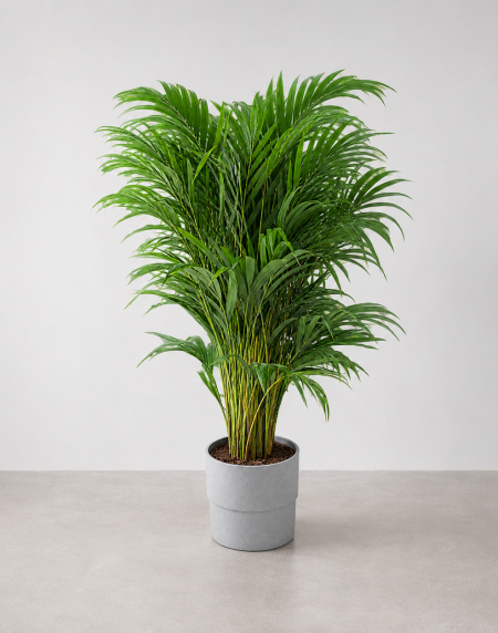 palmeia-areca-natural